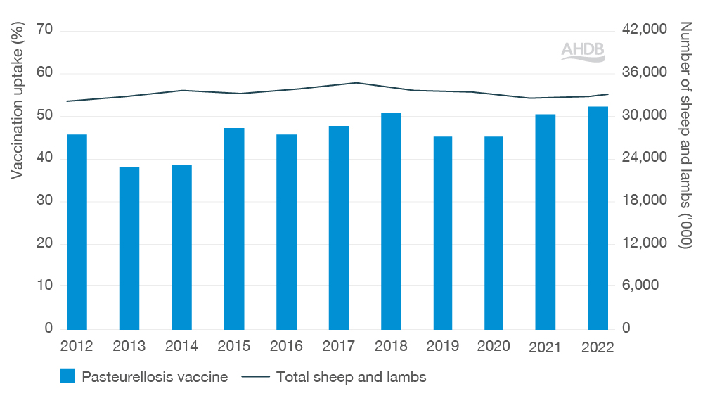 Graph reflecting sheep uptake of pasteurellosis vaccine